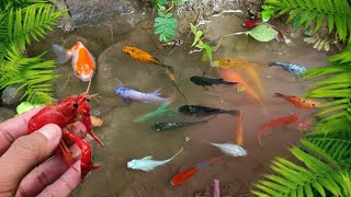 catch colorful ornamental fish betta fish koi fish channa manfish catfishguppymollyturtles [upl. by Rutherford525]