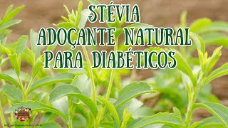 Como Plantar Stévia Adoçante Natural Ideal para Diabéticos [upl. by Hoye765]