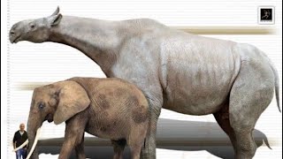 Sound Effects  Indricotherium  Paraceratherium Custom DanielBorg’s Version [upl. by Maiah]