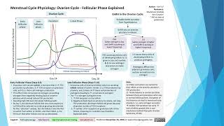 Female Reproductive Anatomy and Ovarian Cycle [upl. by Ikaz]