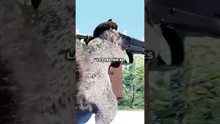 Cuidado con esta ARDILLA  SQUIRREL WITH A GUN GAMEPLAY [upl. by Jacobina]