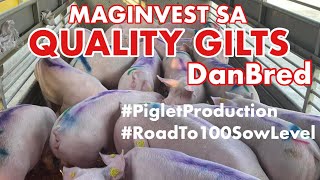 PIGLETS PRODUCTION  PIG FARMING BUSINESSNEGOSYO PHILIPPINES [upl. by Nassi]