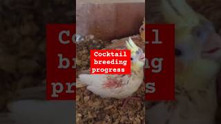 Cocktail Babys Breeding progress 🤩😍🎉 [upl. by Nonnahs]