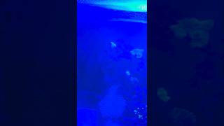 THIS IS MY MARINE TANKPART 6 aquarium samsungs24ultra pleasesubscribe [upl. by Leakim305]