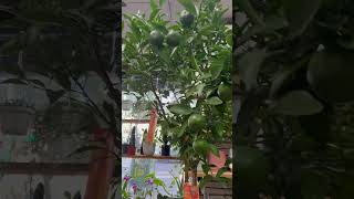 Chinese Flowers shop start selling Kumquat tree for Chinese NewYear 2025 flowershop kumquat [upl. by Dong981]