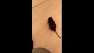 Les rats et les oeufs [upl. by Sharleen]