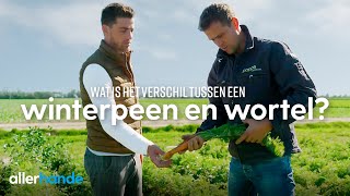 Wat is het verschil tussen een winterpeen en wortel  Nederland op zn lekkerst  Allerhande [upl. by Nylarat]