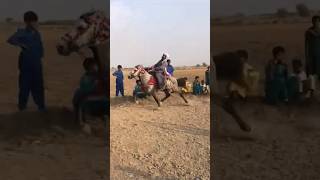 pacer horse in sindh horse mela balochihorses sindhihorses pacer pakistan [upl. by Eelyab513]