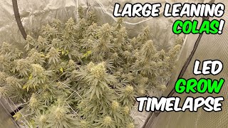 Blue Gelato 41 Growing Weed TIME LAPSE with TSL2000 LED Lights [upl. by Bamberger293]