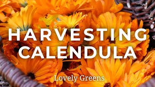 Growing and harvesting Calendula Flowers [upl. by Nallac]