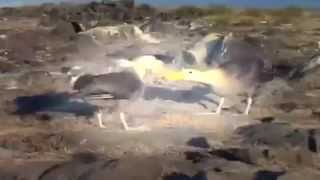 Dinosaur Discoveries Dinosaur Courtship Display [upl. by Collette]