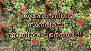 Euphorbia plant care in Malayalam [upl. by Kennan]