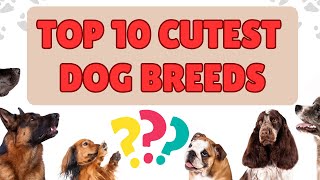 Top 10 Cutest Dog Breeds That Will Melt Your Heart [upl. by Eserrehs253]