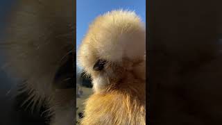 😊OMG She is amazing❣️ silkie cute pets [upl. by Olcott657]