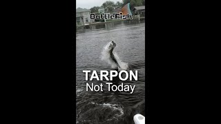 Tarpon Not Today [upl. by Yursa657]