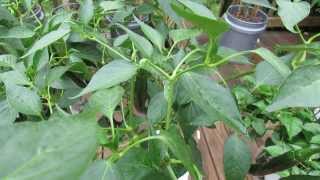 Identifying the Tomato Hornworm amp Inspecting Your Garden My 1st Vegetable Garden  MFG 2013 [upl. by Darb]