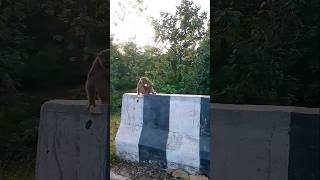 🙏he guru dev app ki charno mein 🙏🐒🐒♥️monky short youtube [upl. by Doerrer]