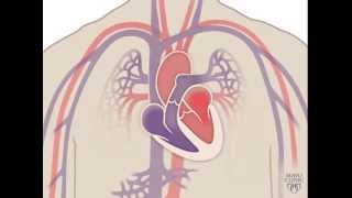 The Heart and Circulatory System  How They Work [upl. by Corley]