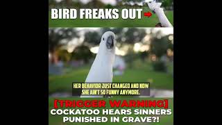 Trigger WARNING Cockatoo Freaks Out Hearing Sinners Being Punished In The Gravegravepunishment [upl. by Riba618]