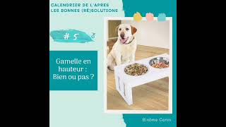 🎙️ 5  Fautil utiliser une gamelle en hauteur pour son chien [upl. by Wyne]