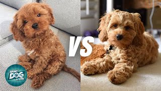 Cavapoo vs Cockapoo  Poodle Mix Breeds Comparison [upl. by Wicks]