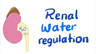 Renal Water Control  Extracellular Fluid Volume ECFV Regulation  Fluids amp Electrolytes [upl. by Oiliruam]