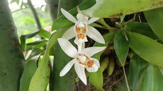 Coelogyne Nitida Orchids [upl. by Giraud268]