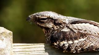 Nightjar enjoying the sun birds wildlifeuk naturelovers bird uk nature ukwildlife rspb [upl. by Nanam41]