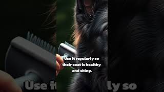 Can a FURminator manage a German Shepherds fur gsd [upl. by Rorrys]