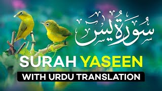 Surah Yasin  Surat Yaseen with Urdu Translation  Quran Tilawat Beautiful Voice  Hindi Tarjuma [upl. by Kano]