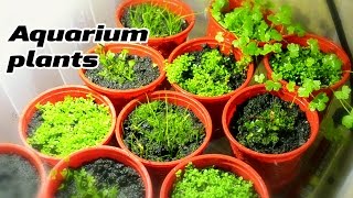 Growing Emersed Aquarium plants under DIY LED lightning [upl. by Jer]