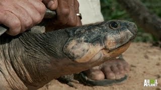 Massive Turtles Not as Slow as You Think  River Monsters [upl. by Louisette832]