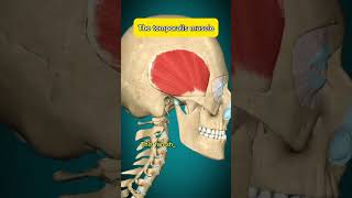 Temporalis Muscle Anatomy Function amp Headaches temporalis anatomy acnnlifearena [upl. by Tannen]