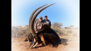 Sams sable bull hunt with Lenyati Safaris [upl. by Atikram357]