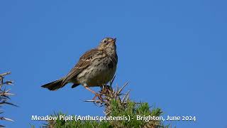 Meadow Pipit Anthus pratensis  Brighton June 2024 [upl. by Sanfourd]