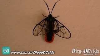 Dinia eagrus  Scarlettipped Wasp Mimic Moth Arctiidae  Ctenuchina [upl. by Gretta485]