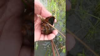 Freshwater snail catch in flooded fields during rainy season  snail reels beautifulplace [upl. by Kinsman787]