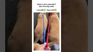 See this dog walk shortsviral dogwalk catwalk [upl. by Holladay467]