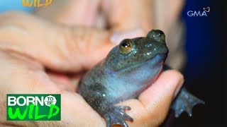 Born to be Wild Searching for the Palawan FlatHeaded Frog [upl. by Aniweta]