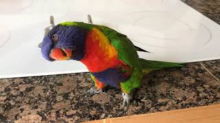 Best talking Rainbow Lorikeet 2 [upl. by Raab]