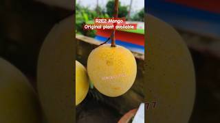 R2E2 Mango Farming 9734307077 Australian varieties shorts vairal mangofarming [upl. by Nanine]