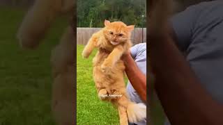 cats hotcat funnyanimals funny nocat funnypets [upl. by Rawna]