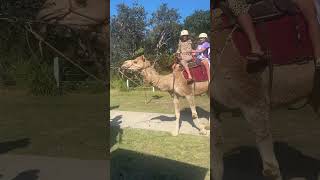 Camel 🐪 Maroubra Beach Sydney NSW [upl. by Llemar]