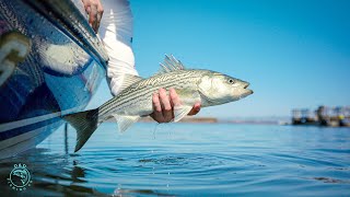 California Delta Striped Bass Fishing Battle of the Baits [upl. by Lennox]