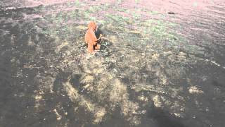 My Shih Poo puppy Maisy learning to swim [upl. by Carmen311]