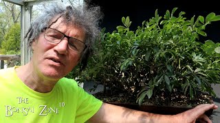 My Dwarf Schefflera Part 1 The Bonsai Zone May 2023 [upl. by Varin]