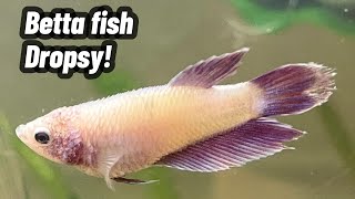 Betta Fish Dropsy Treatment [upl. by Emile]