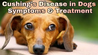 Cushings Disease in Dogs  Symptoms amp Treatment  Happypet [upl. by Esnohpla]