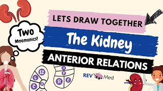 Anterior Relations of Kidney  Anatomical locations [upl. by Aihsel]