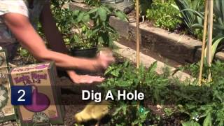 How to Grow San Marzano Tomatoes [upl. by Graner]